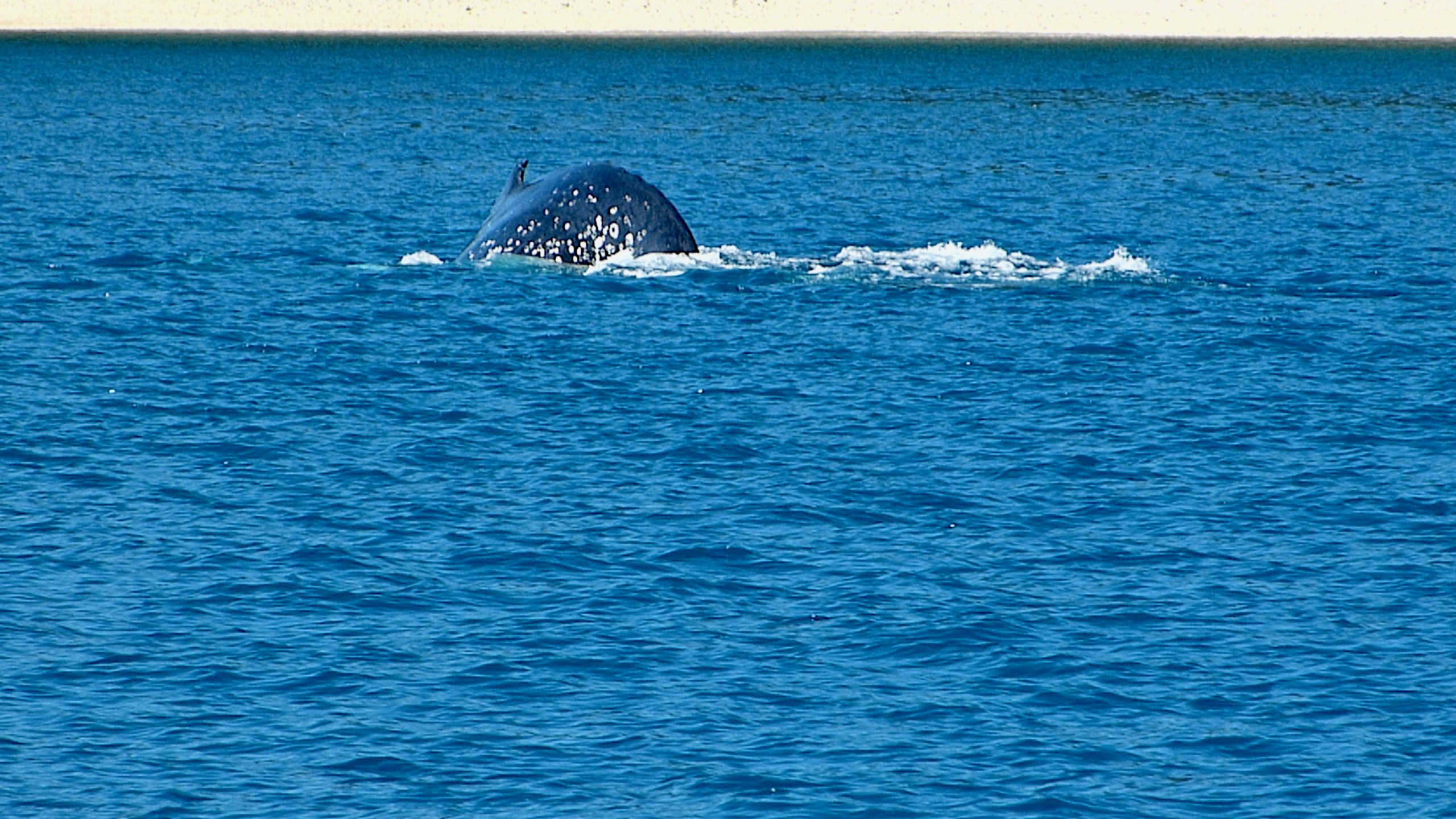Buckelwal beim Abtauchen